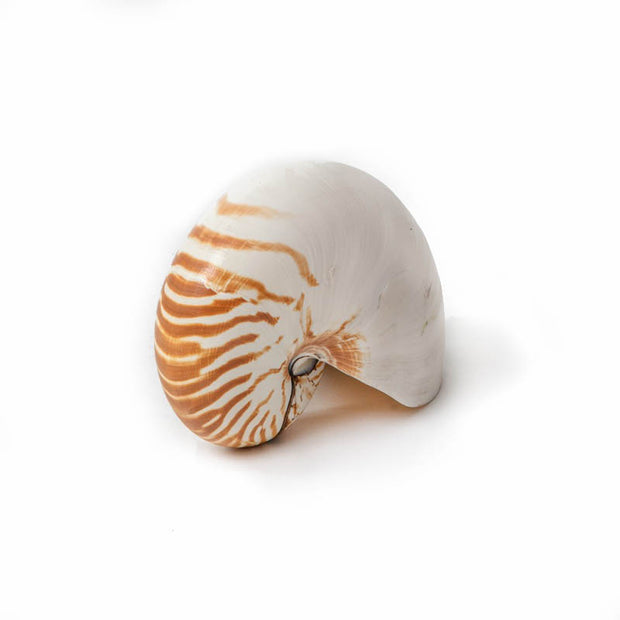Chambered Nautilus Shell Cailini Coastal