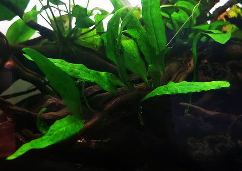 Java Fern