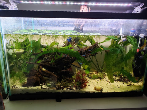 Live Aquatic Plants in an Aquarium