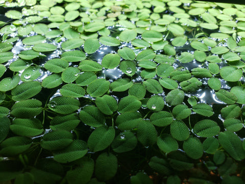 Salvinia Minima