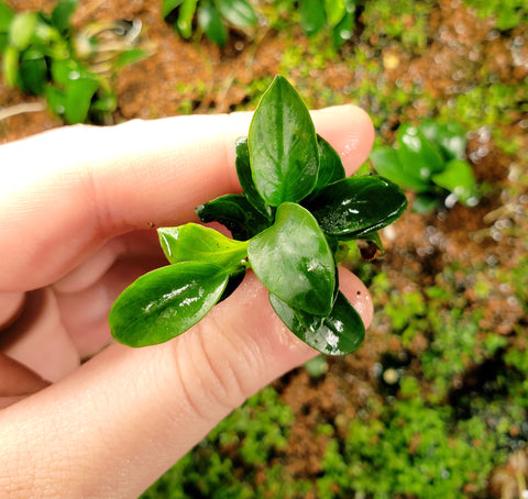 How to Properly Grow Aquarium Carpet Plants — Buce Plant