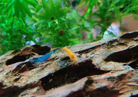 Blue, Orange and White Neocaridina Shrimp