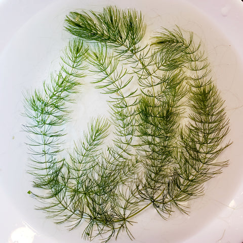 Hornwort