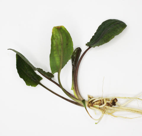 Cryptocoryne Wendtii