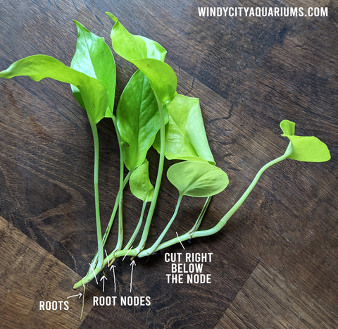 Identifying the Root Nodes on a Pothos Plant