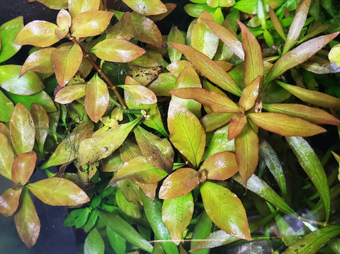 Ludwigia Ovalis