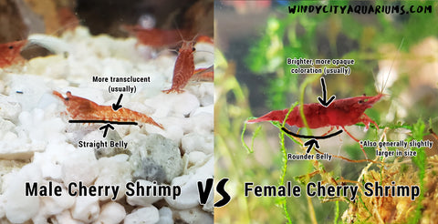 Male Vs Female Neocaridina Shrimp