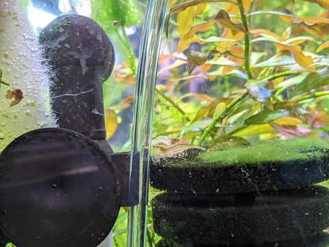 Shrimp Grazing on Sponge Filter