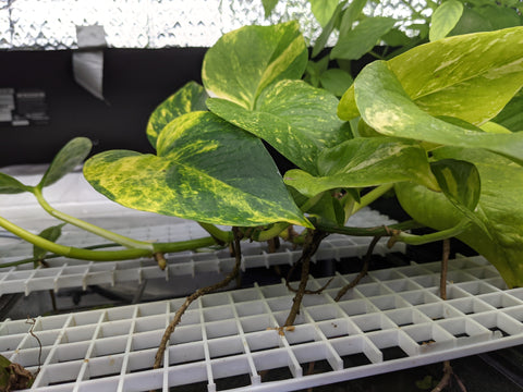 Growing Pothos in a Fish Tank using Egg Crate