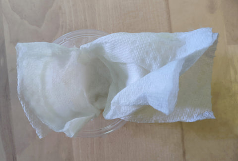 Shipping Aquatic Snails Using Damp Paper Towels