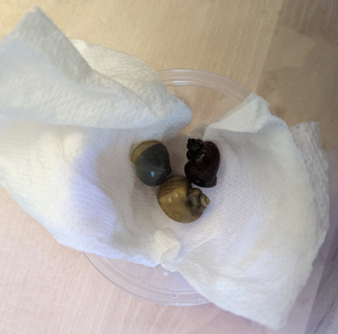 Shipping Mystery Snails Using a Damp Paper Towel