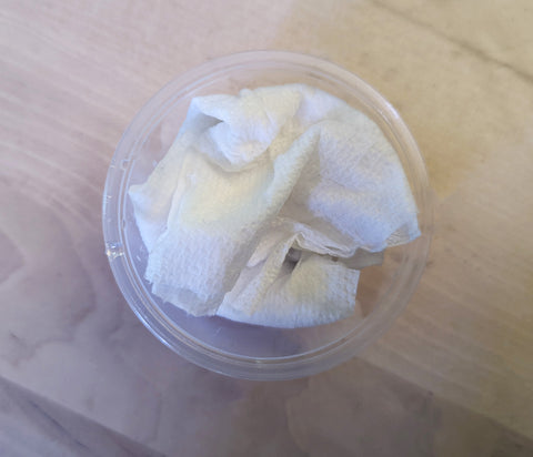 Shipping Mystery Snails Using a Damp Paper Towel