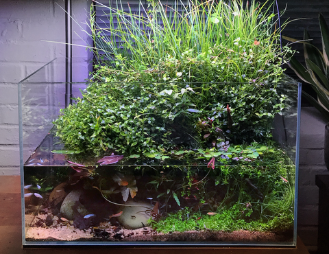 My 40 gallon breeder needs a trim and more fish : r/PlantedTank