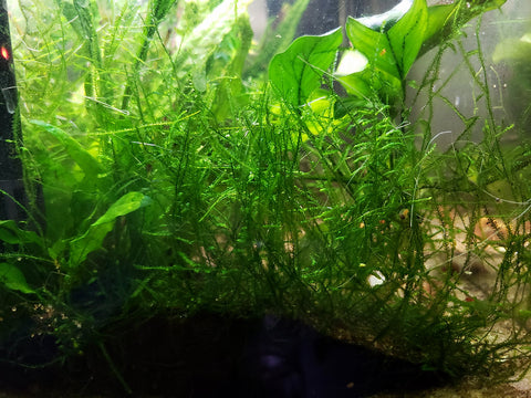 Java moss