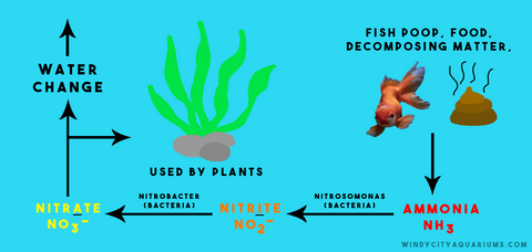 An Illustration of the Nitrogen Cycle
