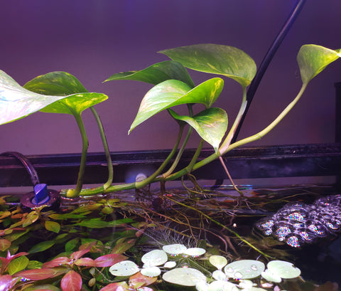 Pothos with roots submerged in an aquarium