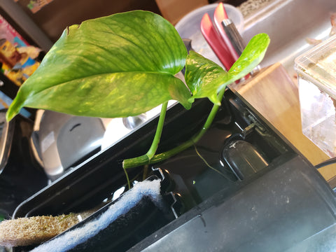 Pothos growing out of a HOB Filter