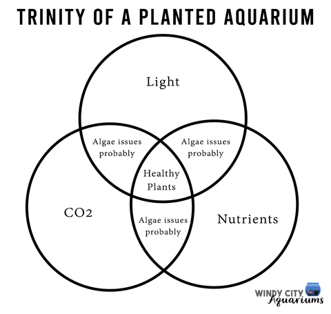 Trinity of a Planted Aquarium