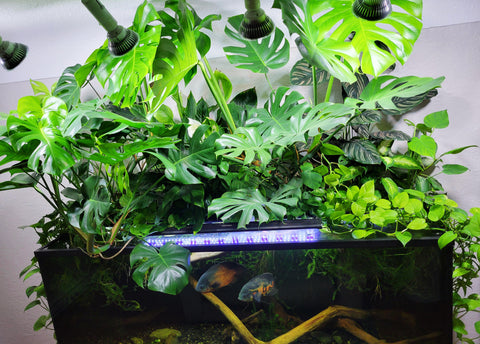 Growing Houseplants in an Aquarium