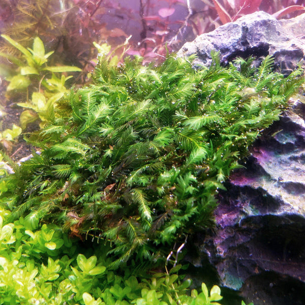 Planterest Java Moss On Driftwood Vesicularia Dubyana Easy Beginner Live  Aquarium Plant Decorations