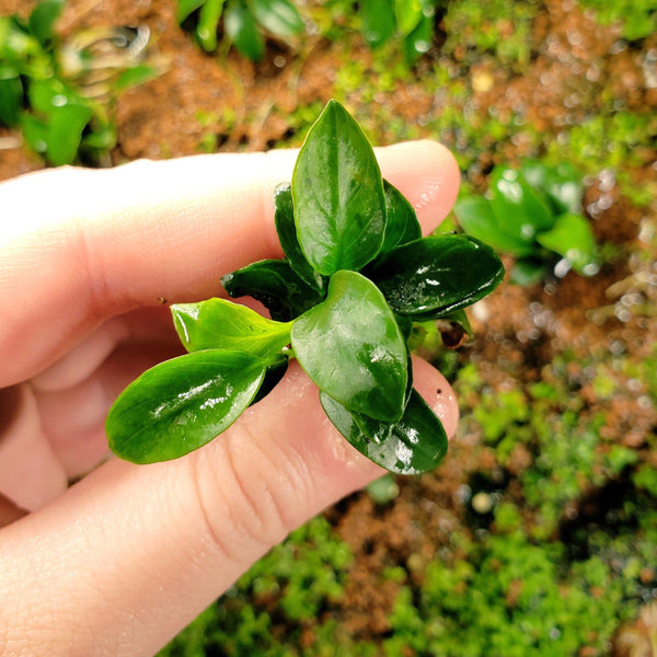 Anubias Nana Golden, Live Aquarium Plant