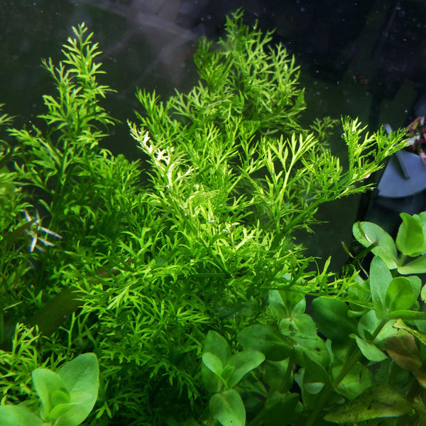 3+ Guppy Grass Stems