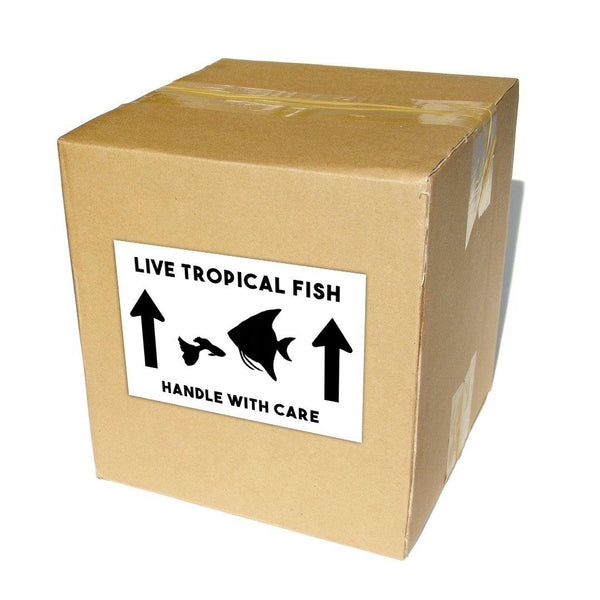 https://cdn.shopify.com/s/files/1/0301/0196/2888/products/LiveTropicalFishLabelBox_600x.jpg?v=1609953040