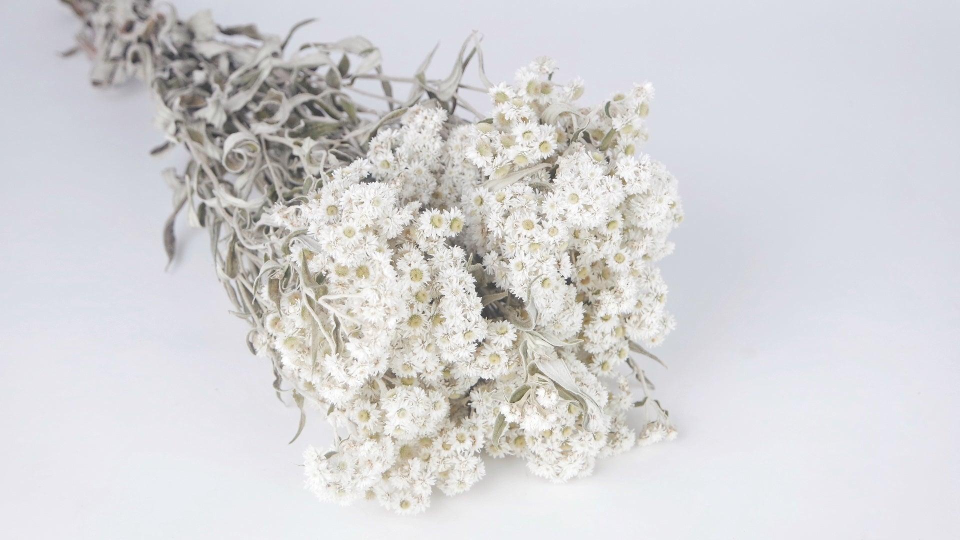 Acheter en ligne Edelweiss Anaphalis Séchée - Grossiste Fleurs Séchées –  Si-nature