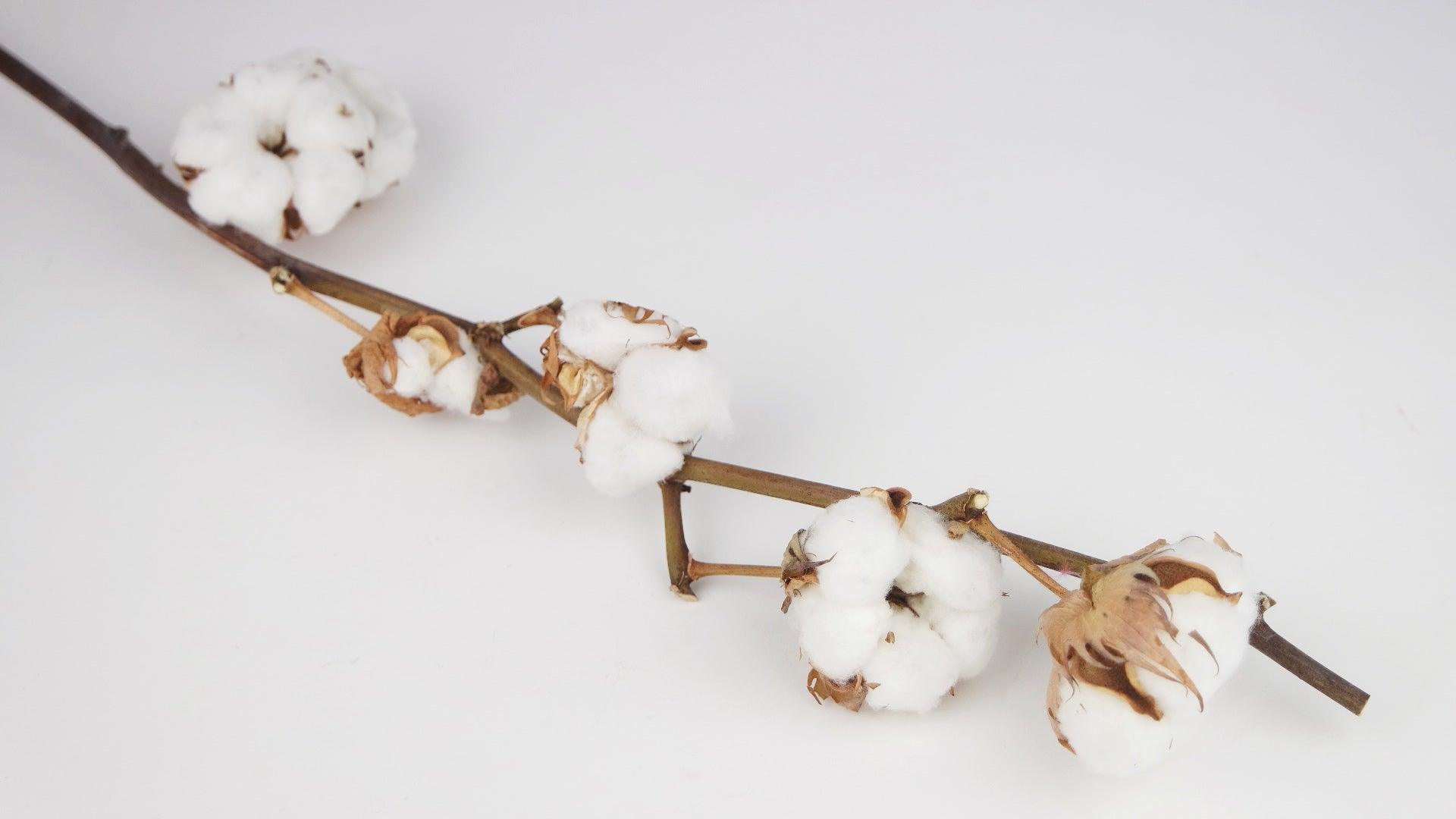 Acheter Fleur de Coton en ligne - Si-nature