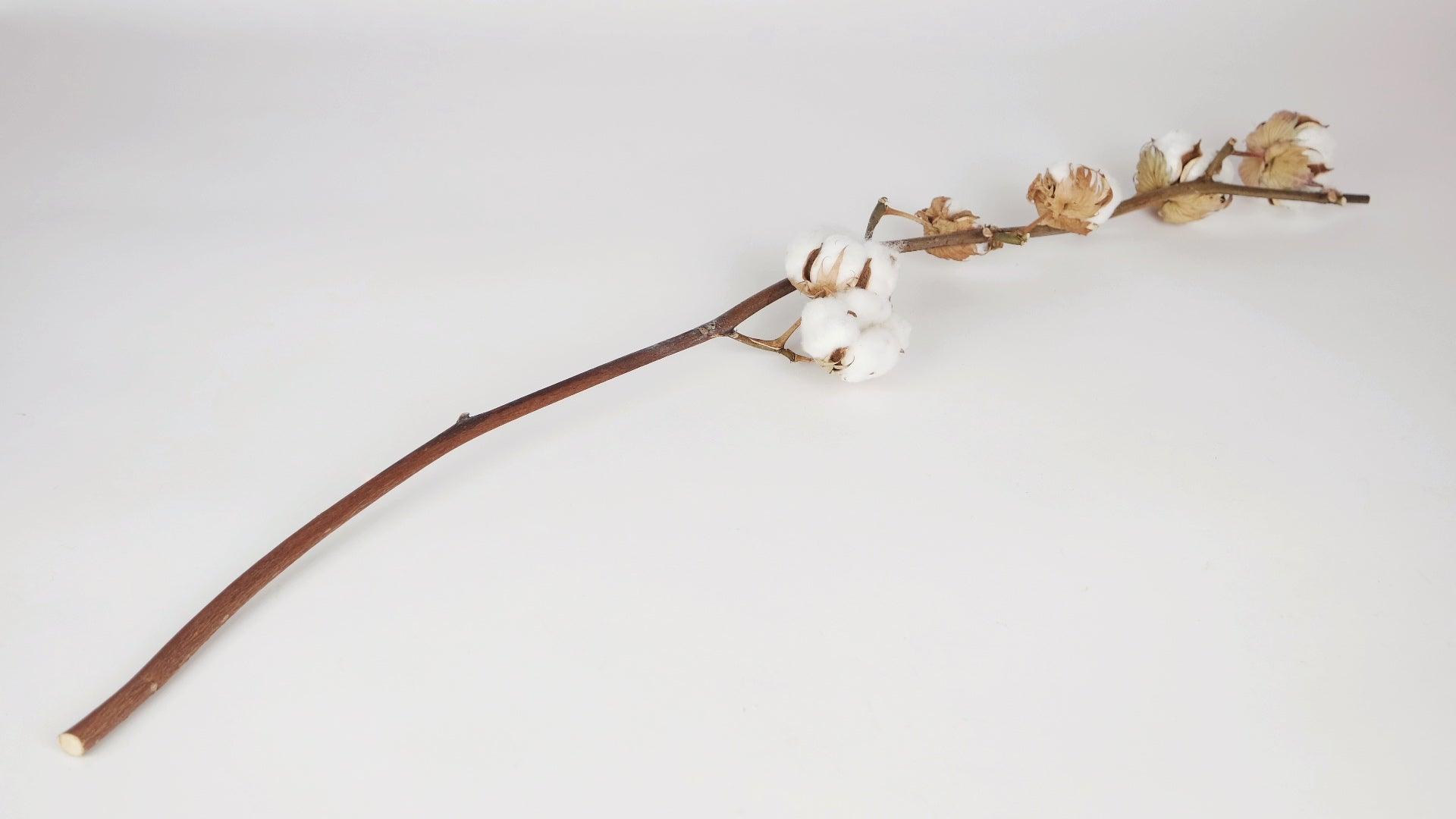 Acheter Fleur de Coton en ligne - Si-nature