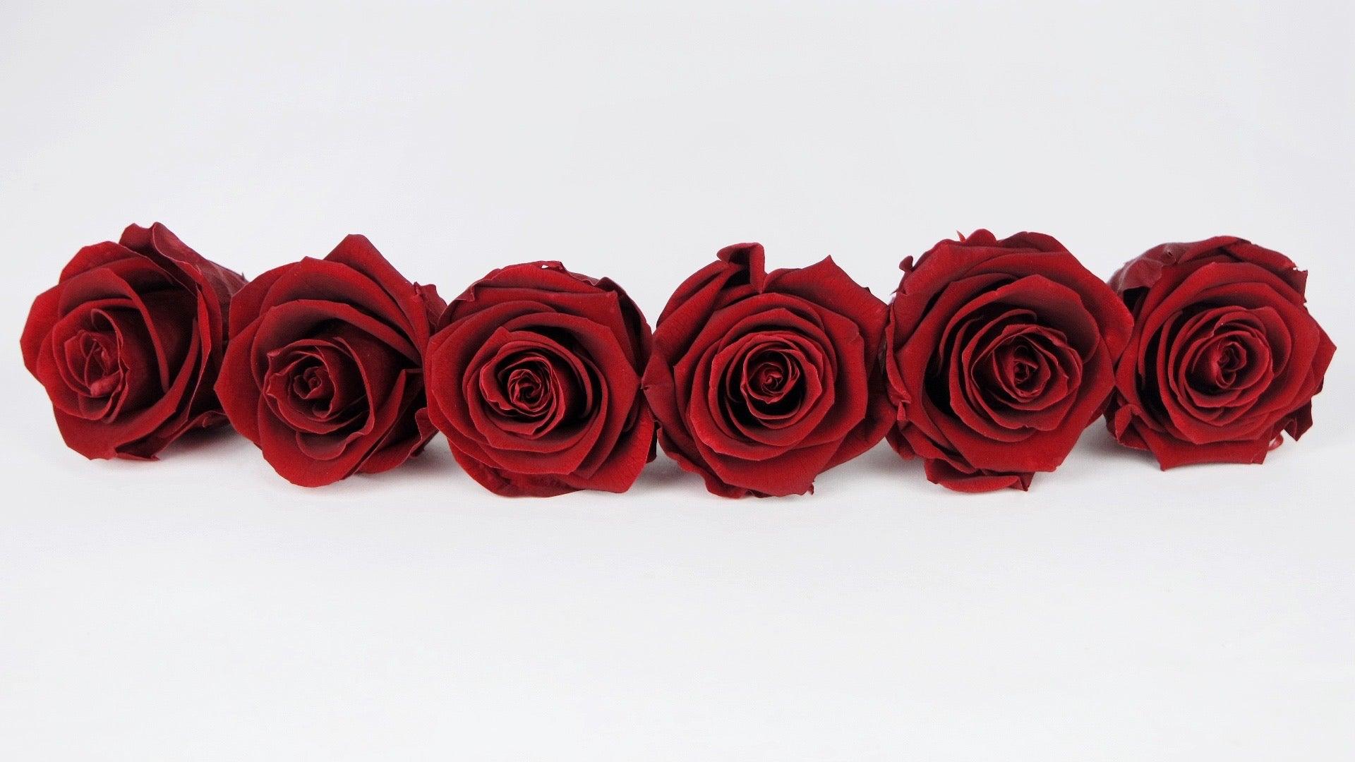 Rosas preservadas Kiara 6 cm - 6 piezas - Royal red – Si-nature