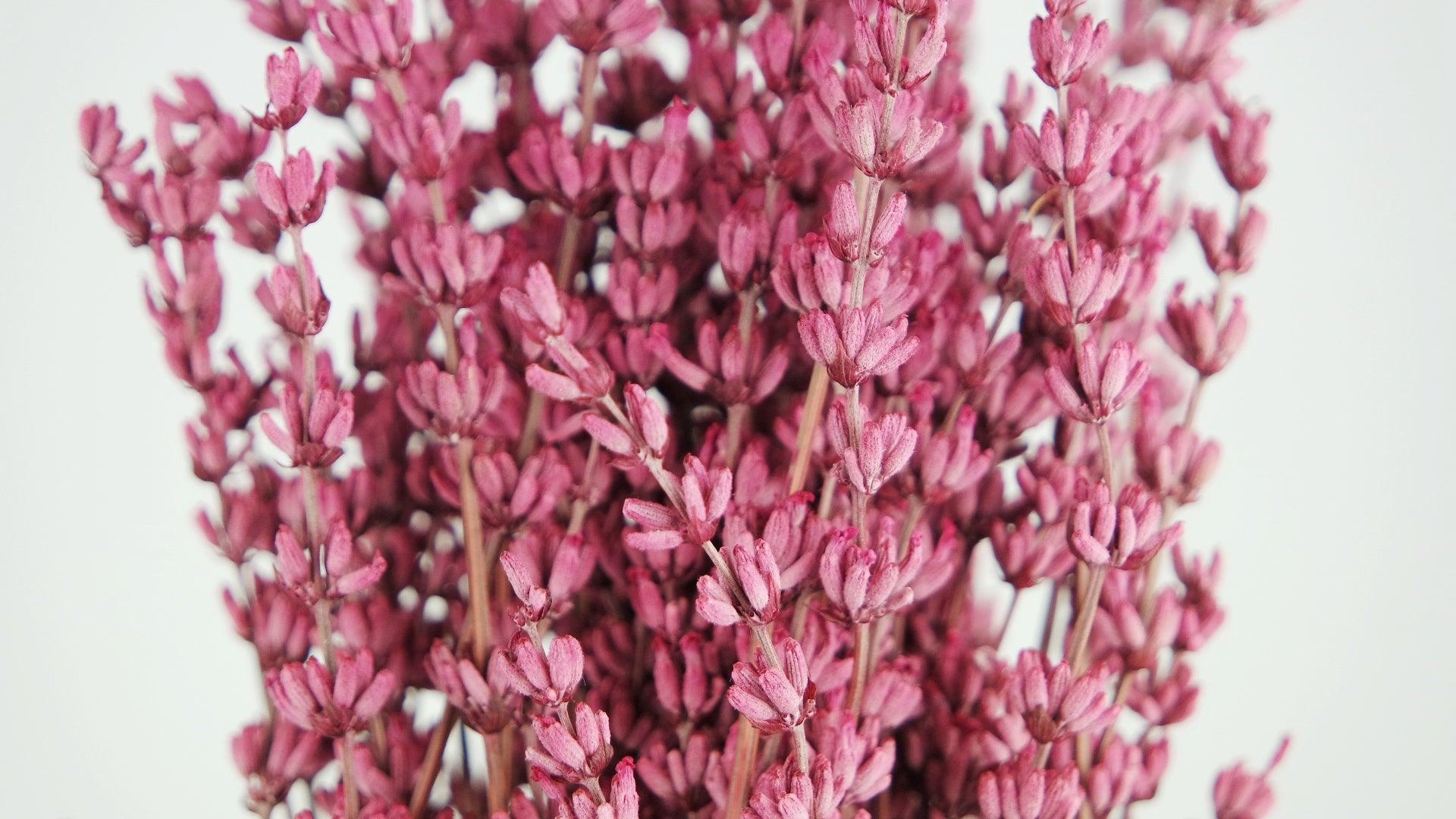 Lavanda Preservada - 1 manojo - Rosa Oscuro – Si-nature