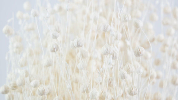 Dried flax - 1 bunch - White