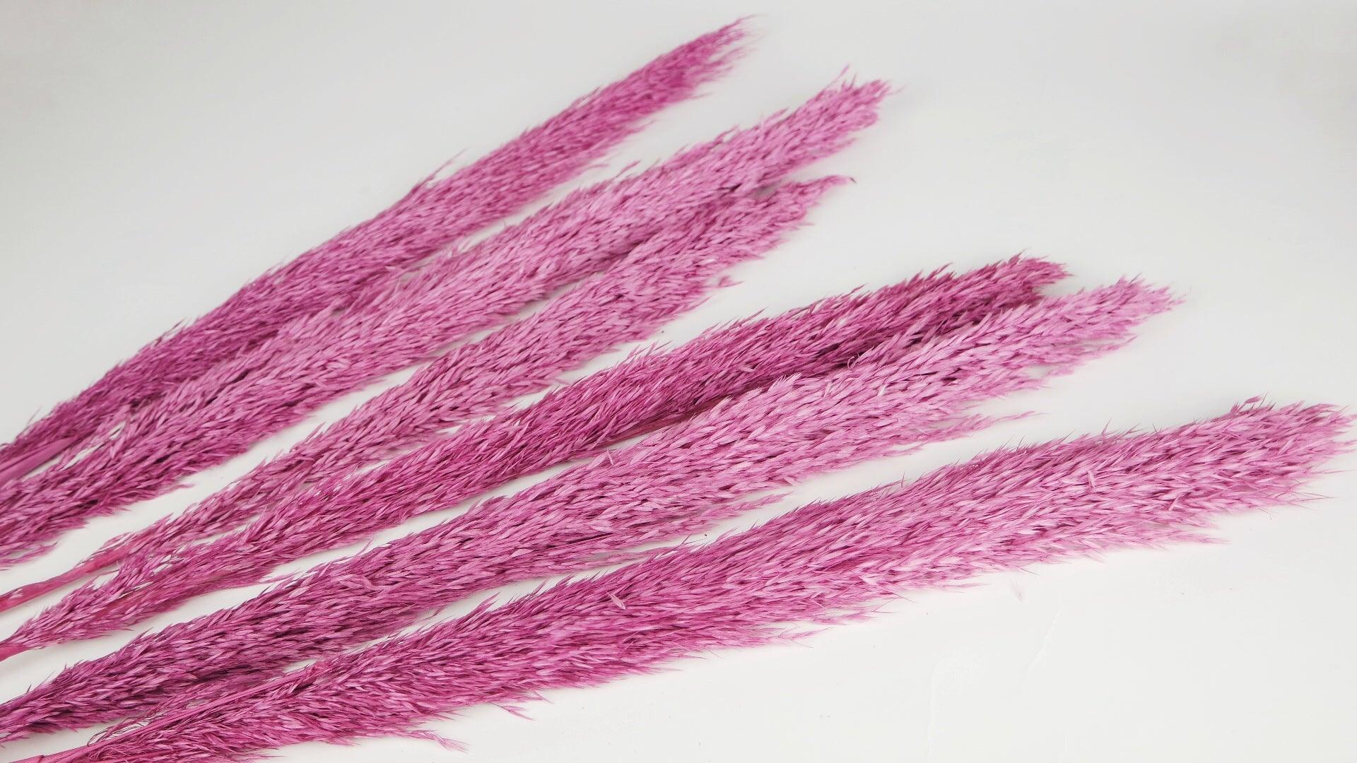 Pampa Séchée | Pampa Naturelle Séchée Pour Déco Bohème | Miscanthus 90cm -  6 tiges - Rose violine – Si-nature