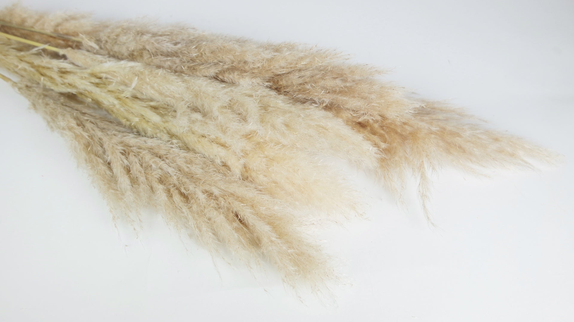 Pampa séchée fluffy 115 cm - 5 tiges - Couleur naturelle – Si-nature