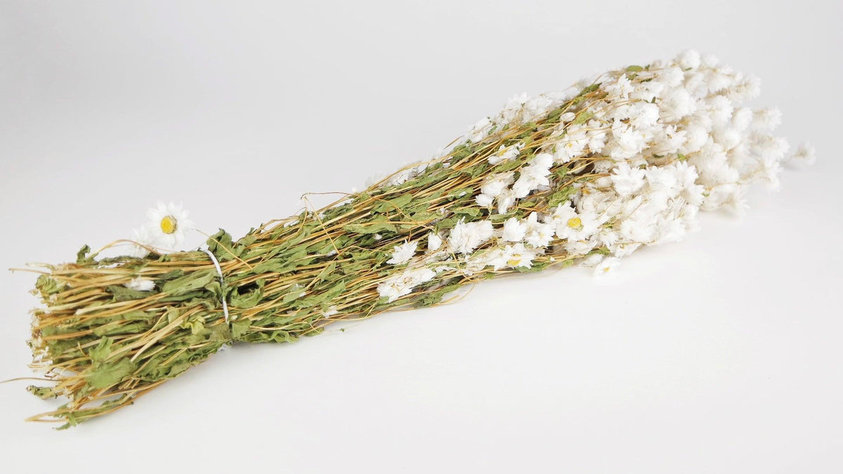 Dried Rodanthe - natural colour white - dried flowers wholesale – Si-nature