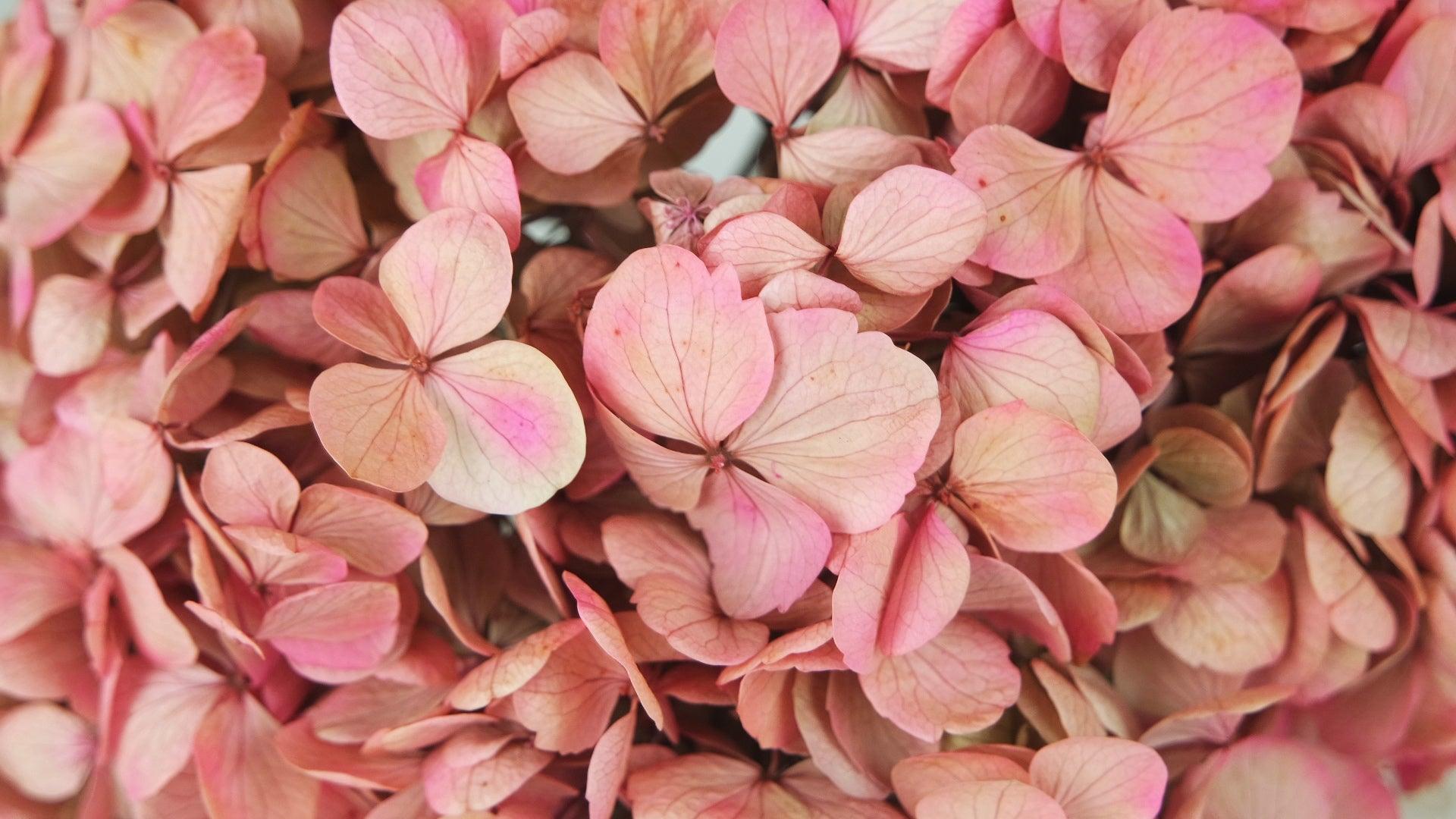 Hortensia stabilisé - 1 tête - Rose et Beige – Si-nature