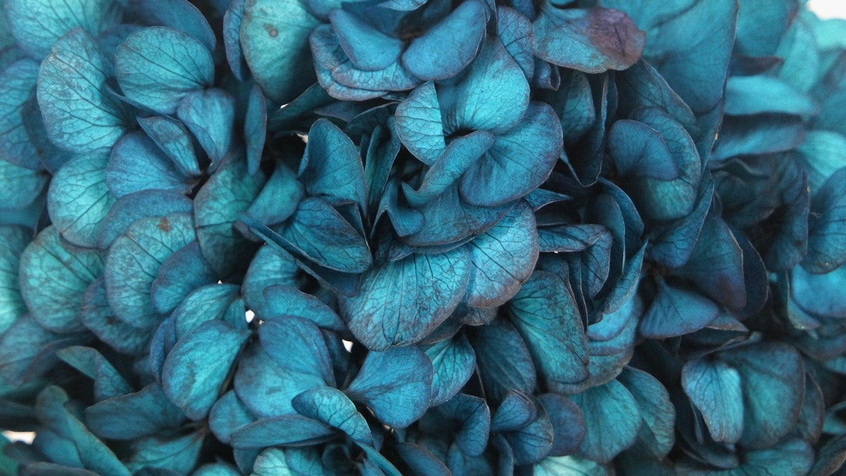Preserved hydrangea - 1 head - Sapphire blue – Si-nature