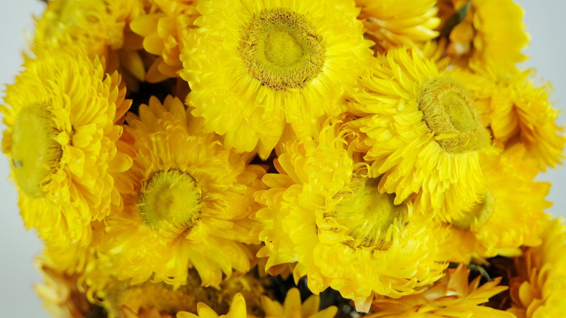 Flores de paja - Helichrysum - color natural amarillo - comprar flores  secas – Si-nature