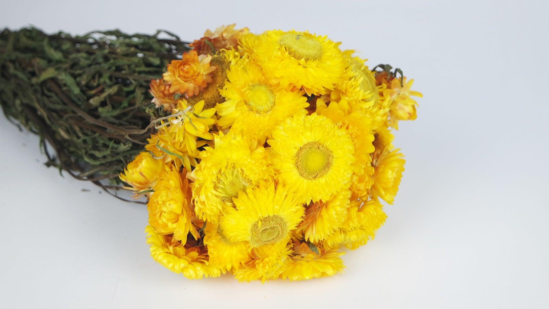 Flores de paja - Helichrysum - color natural amarillo - comprar flores  secas – Si-nature