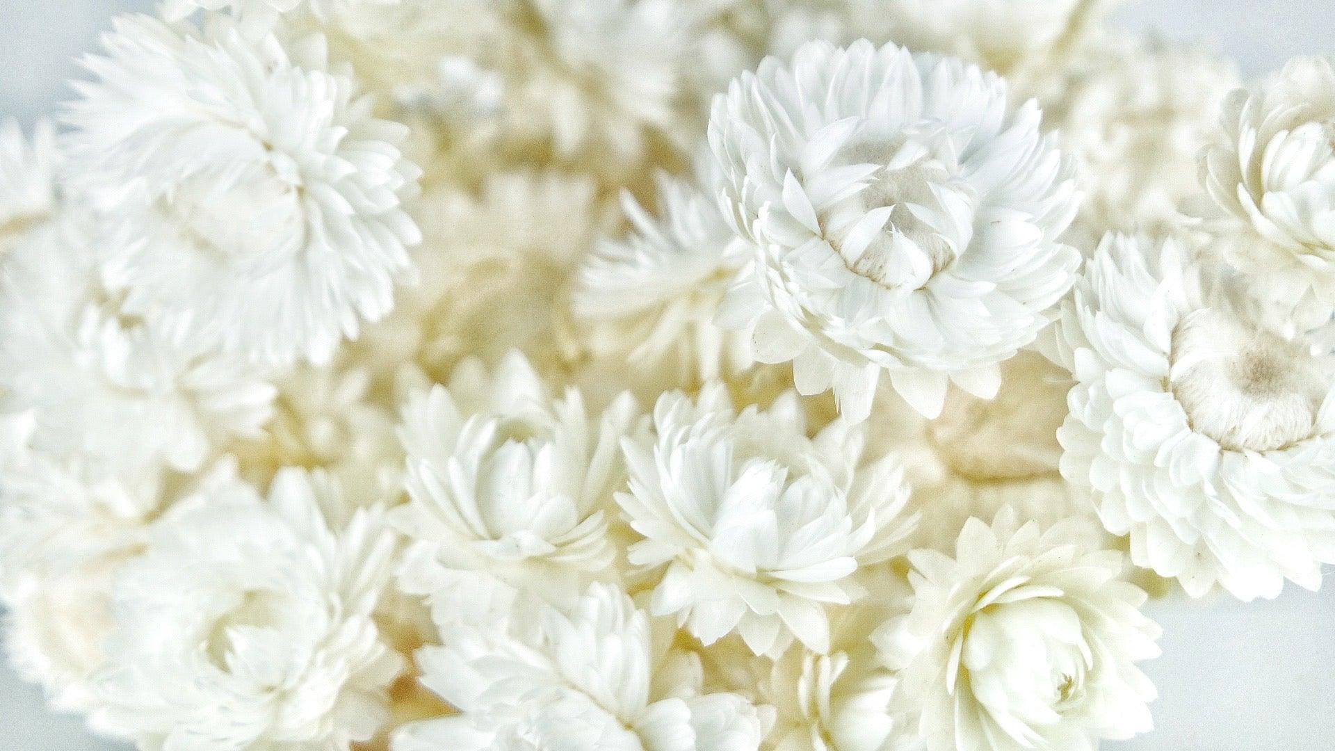 Flores eternas - 1 manojo - blanco – Si-nature