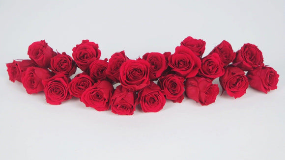 Rosas preservadas Vivian Earth Matters - 24 cabezas - Queen red 331 –  Si-nature