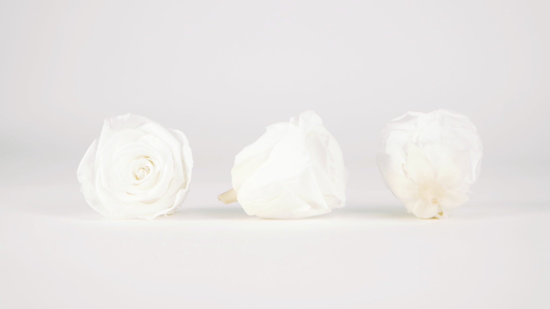 Rose éternelle stabilisée blanche 6,5 cm - Si-nature