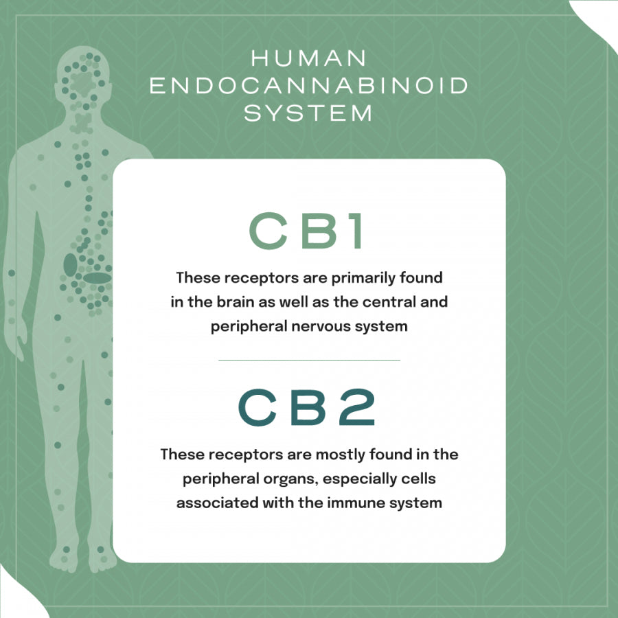 cbd e fribromialgia