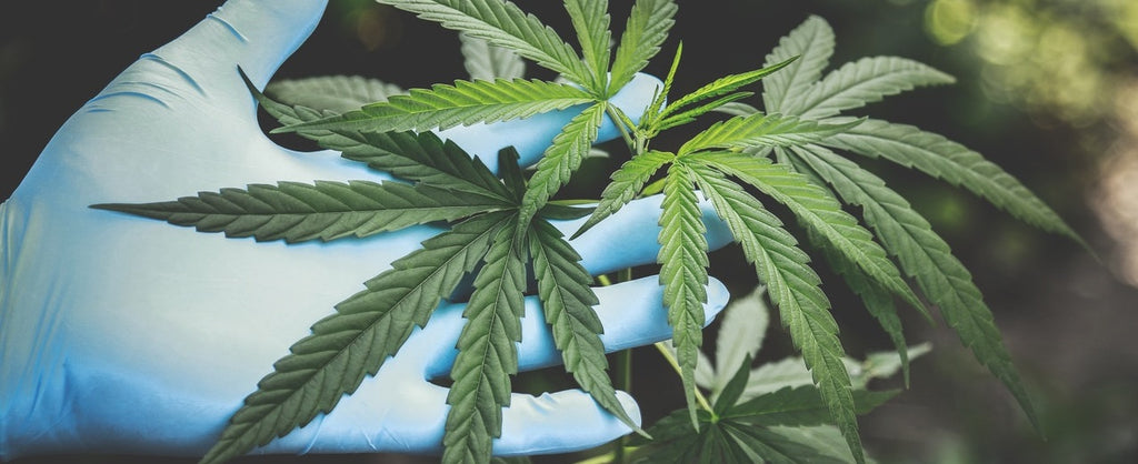 A hand wearing a latex glove touching a cannabis plant.