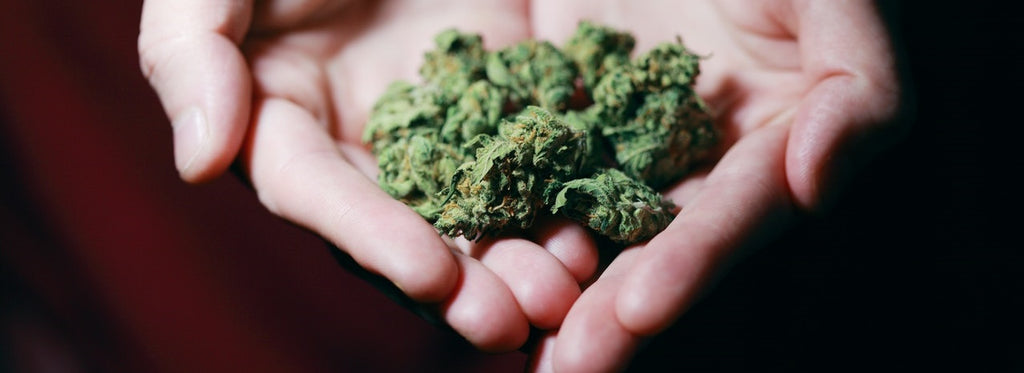 Hands holding buds of cannabis flower