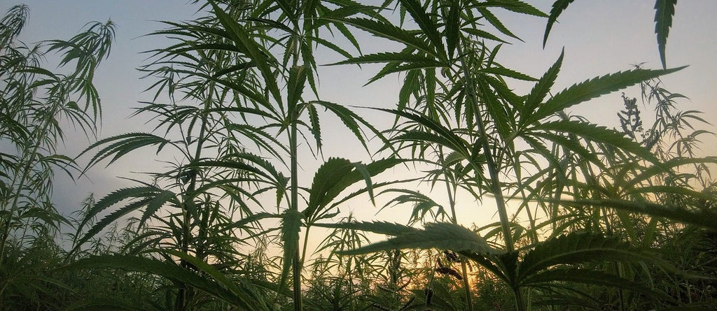 A field of marijuana plants.