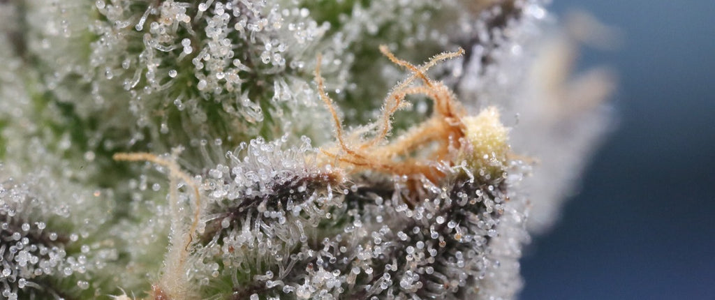 A close-up of crystal trichomes on a cannabis plant.