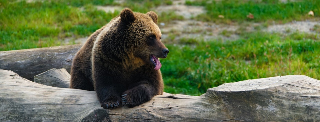 A dark brown bear leaning against a log.