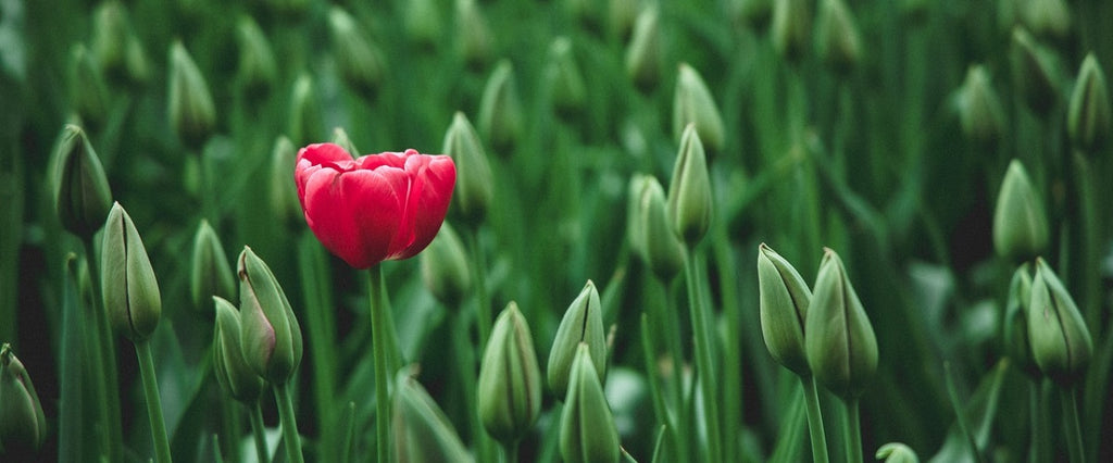 A red flower blooming in a field.